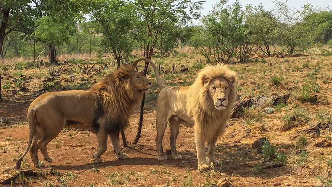 Lion & Safari Park